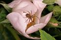 Philodromus_cespitum_D4996_Z_89_Les Gris_Frankrijk